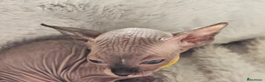 Sphynx Kitten 3