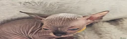 Sphynx cats for sale: 5 star kittens for 5 star homes - Advert 27