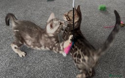 Bengal cats for sale: Well socialised bengal kittens - ready 21/12/25 - Advert 11