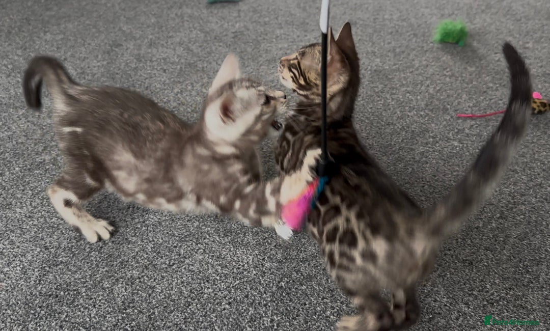 Bengal cats for sale: Well socialised bengal kittens - ready 21/12/25 - Advert 11
