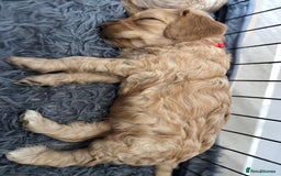 Australian Labradoodle dogs for sale: Genuine Australian Labradoodle (not poodle-lab mix in Wallington - Image 27