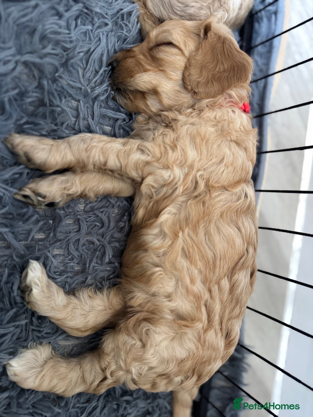 Australian Labradoodle dogs for sale: Genuine Australian Labradoodle (not poodle-lab mix in Wallington - Image 27