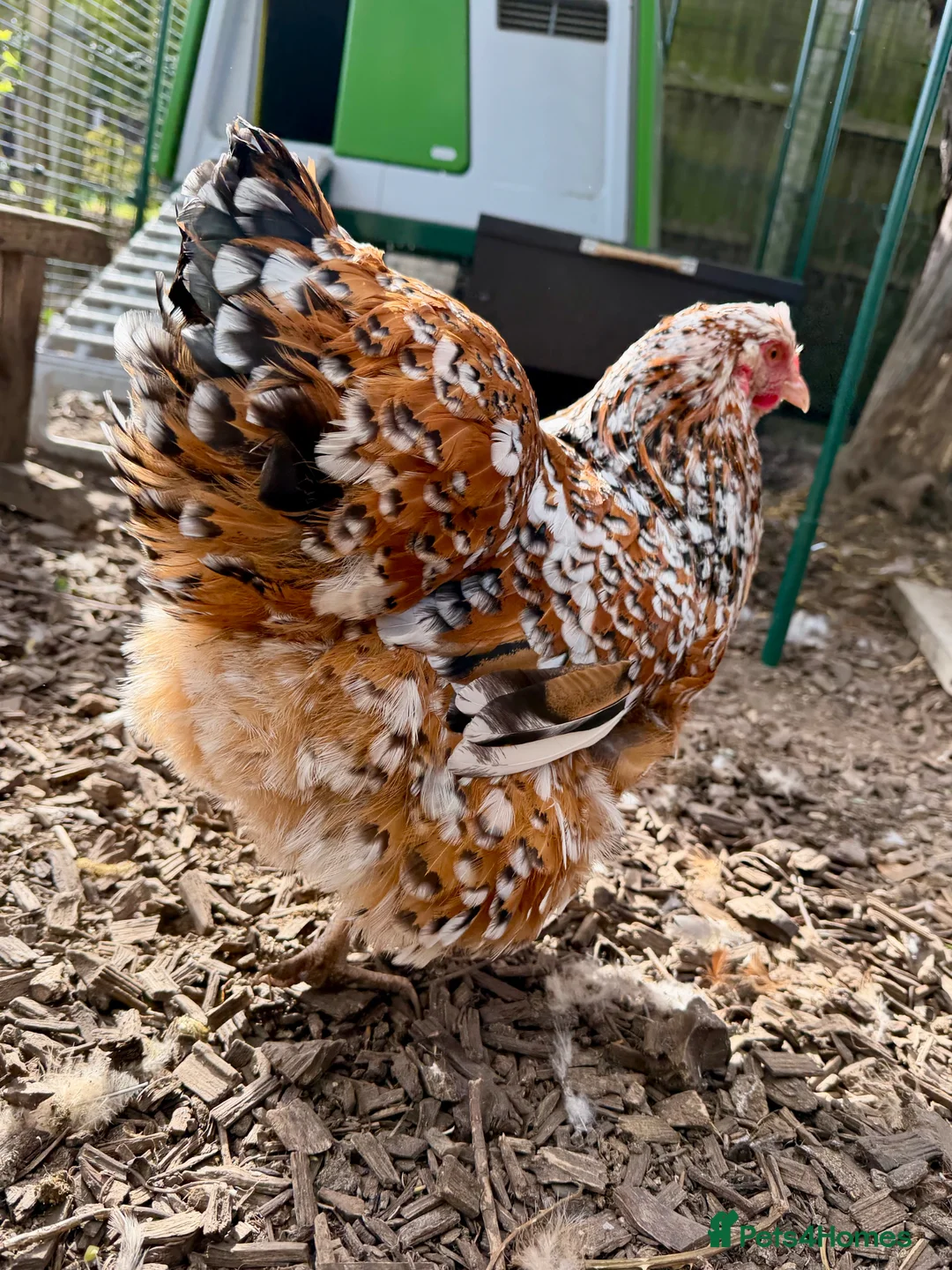 Chickens poultry for sale: Jubilee Orpington in Gloucester - Advert 1