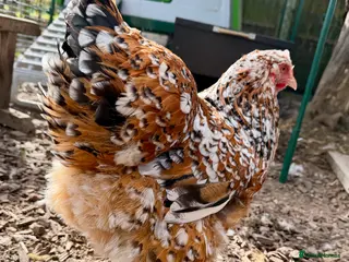 Chickens poultry Jubilee Orpington - Advert 1