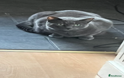 British Shorthair cats for sale: Snuggly Boy looking for a sofa!  - Image 4