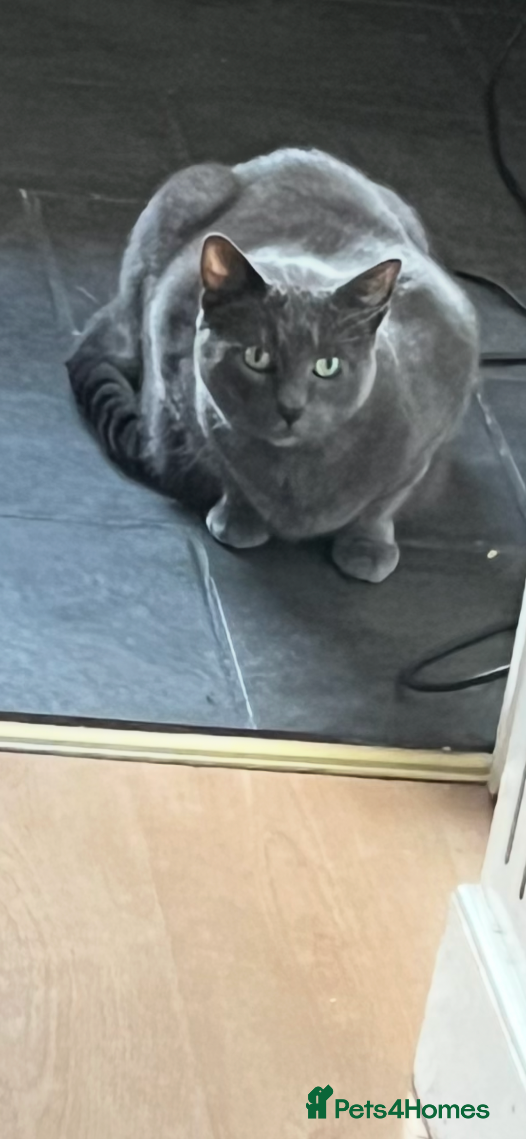 British Shorthair cats for sale: Snuggly Boy looking for a sofa!  - Image 4