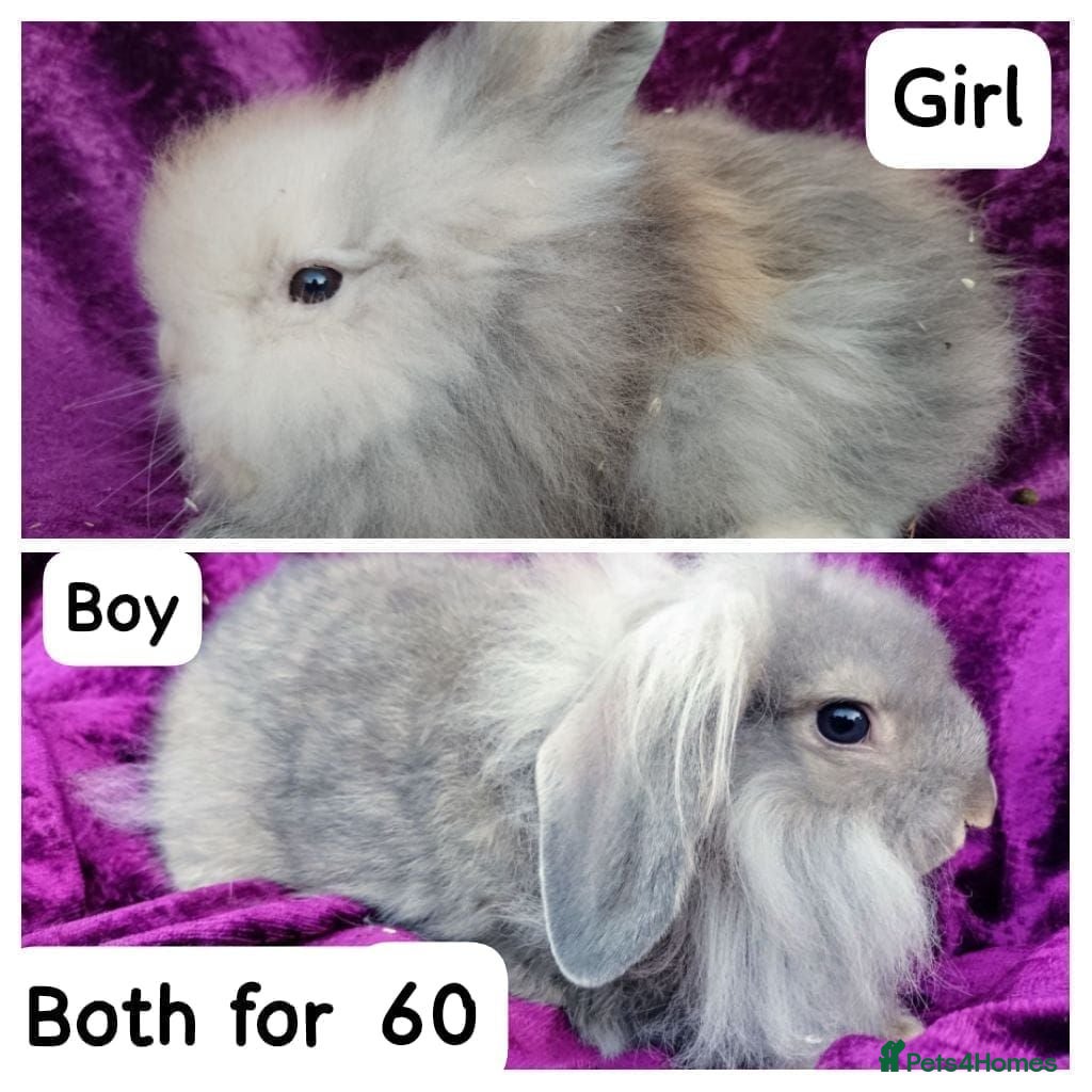Mini Lion Lop rabbits Mini lion head lop  - Advert 1