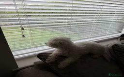 Bichon Frise dogs for sale: Female bichon frise - Image 4