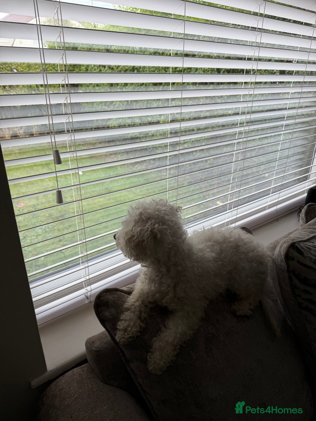 Bichon Frise dogs for sale: Female bichon frise - Image 4