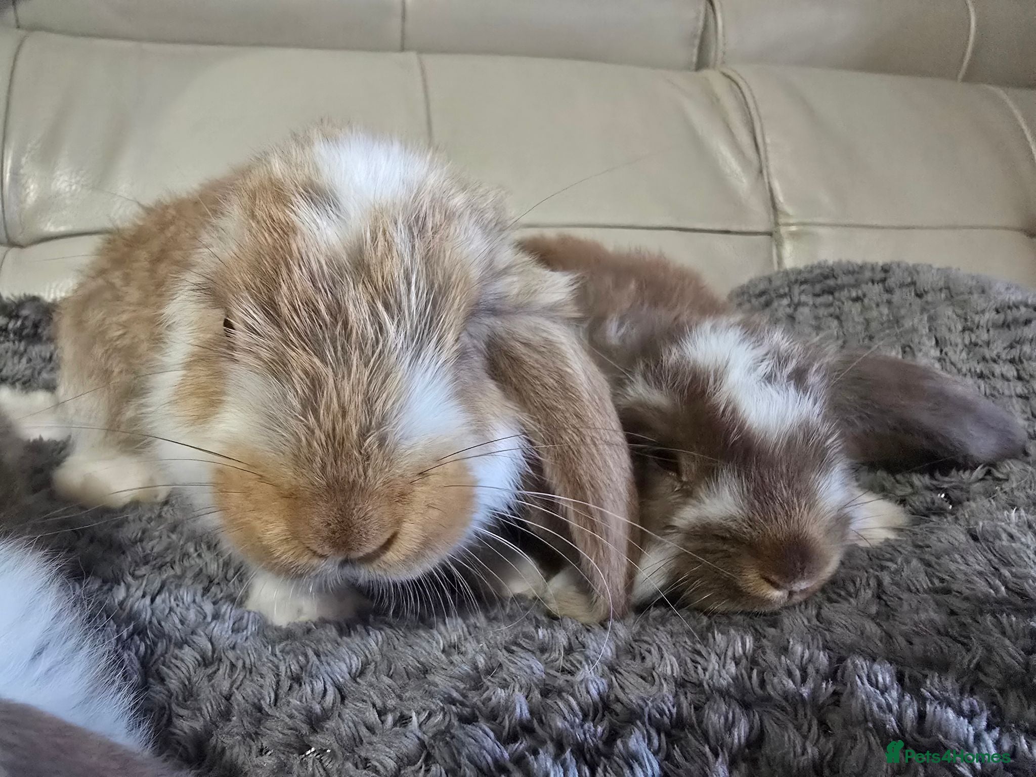 French Lop rabbits REDUCED!!! Giant french lop bunnies - Advert 2