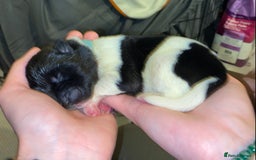 Akita dogs for sale: Beautiful American Akita Puppies  - Advert 26