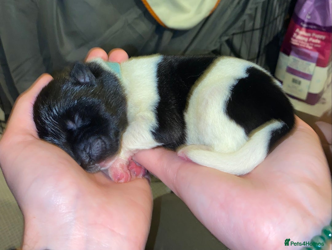 Akita dogs for sale: Beautiful American Akita Puppies  - Advert 26