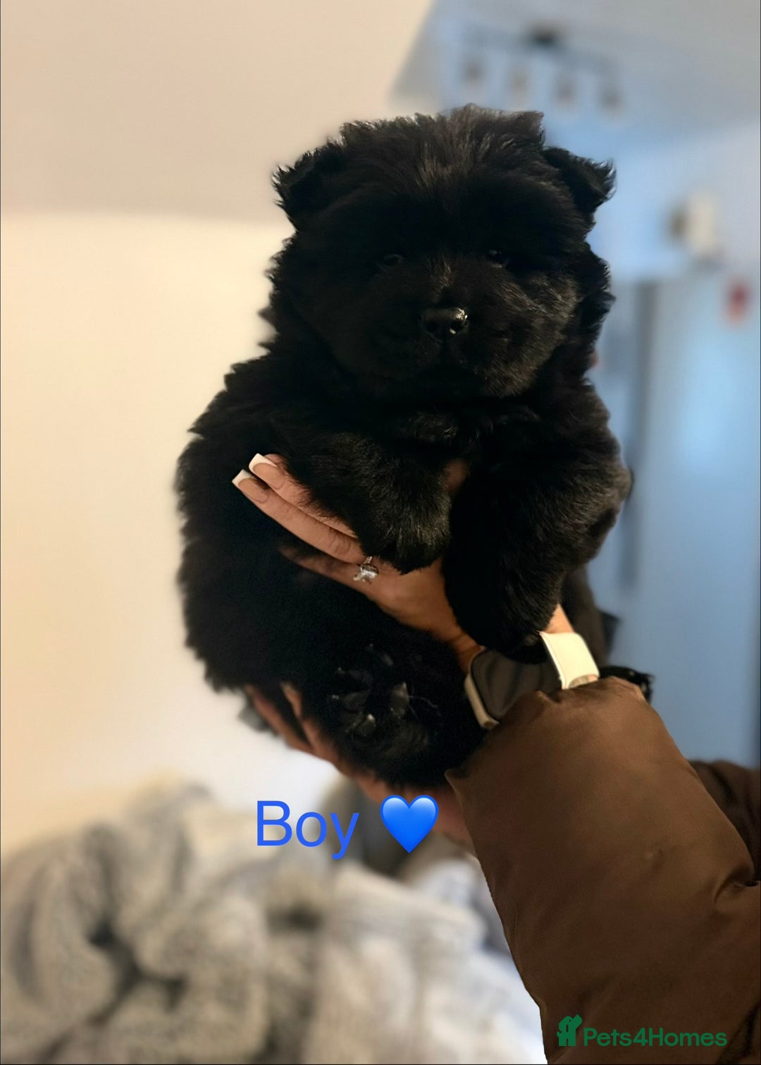 Chow Chow dogs for sale: Merle chow chow - Advert 9