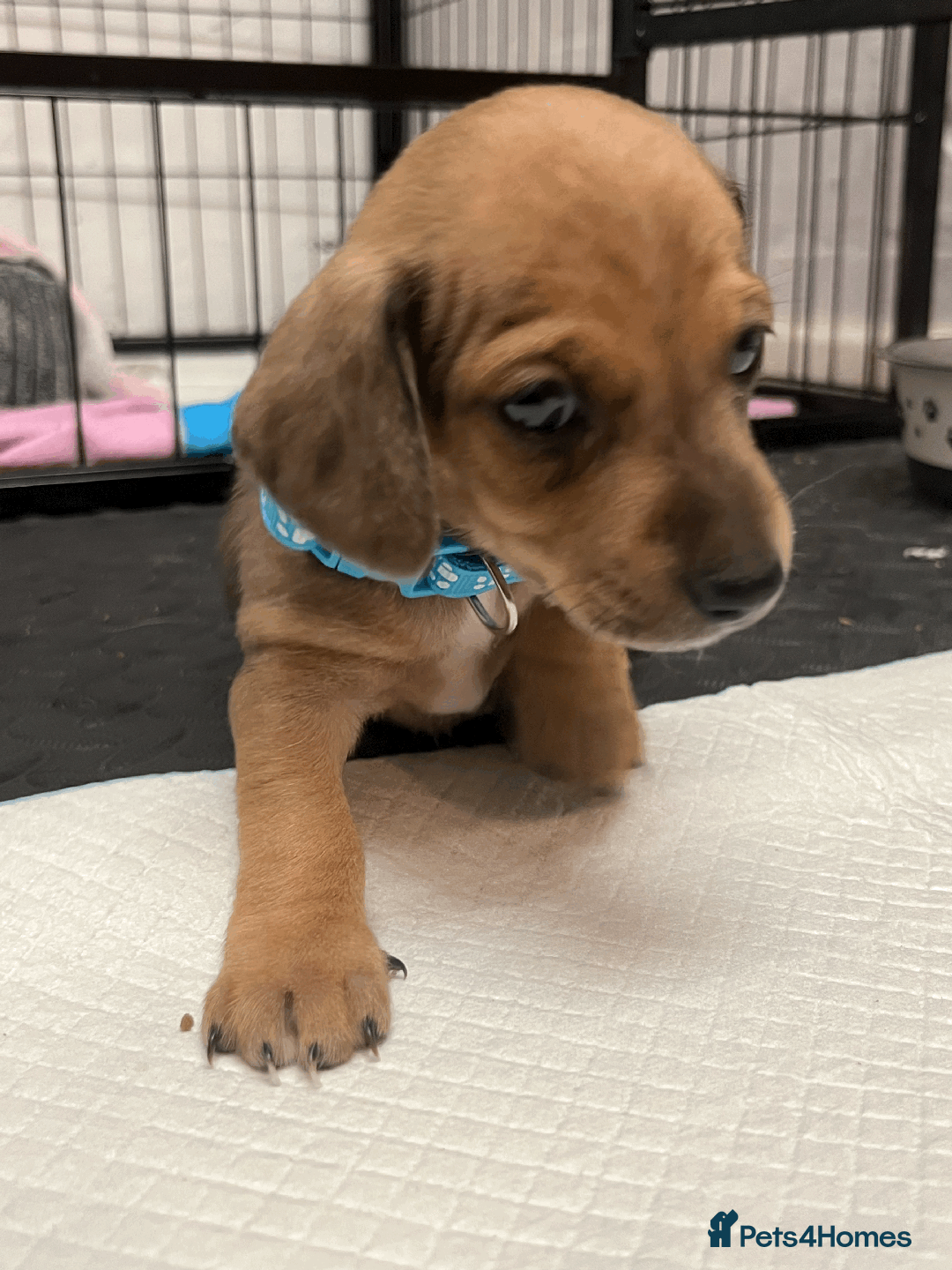 Mixed Breed dogs for sale: Maltese Cross Miniature Dachshund  - Image 5