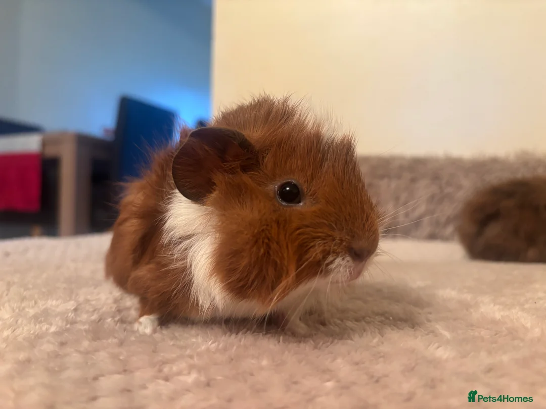 Guinea Pig rodents for sale: 3 stunning boars - Advert 2