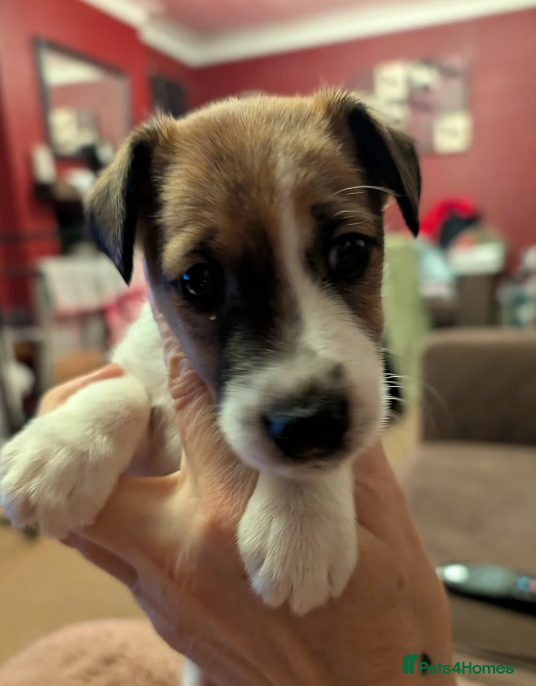 Fox Terrier dogs for sale: Smooth Fox Terrier female available  - Advert 6