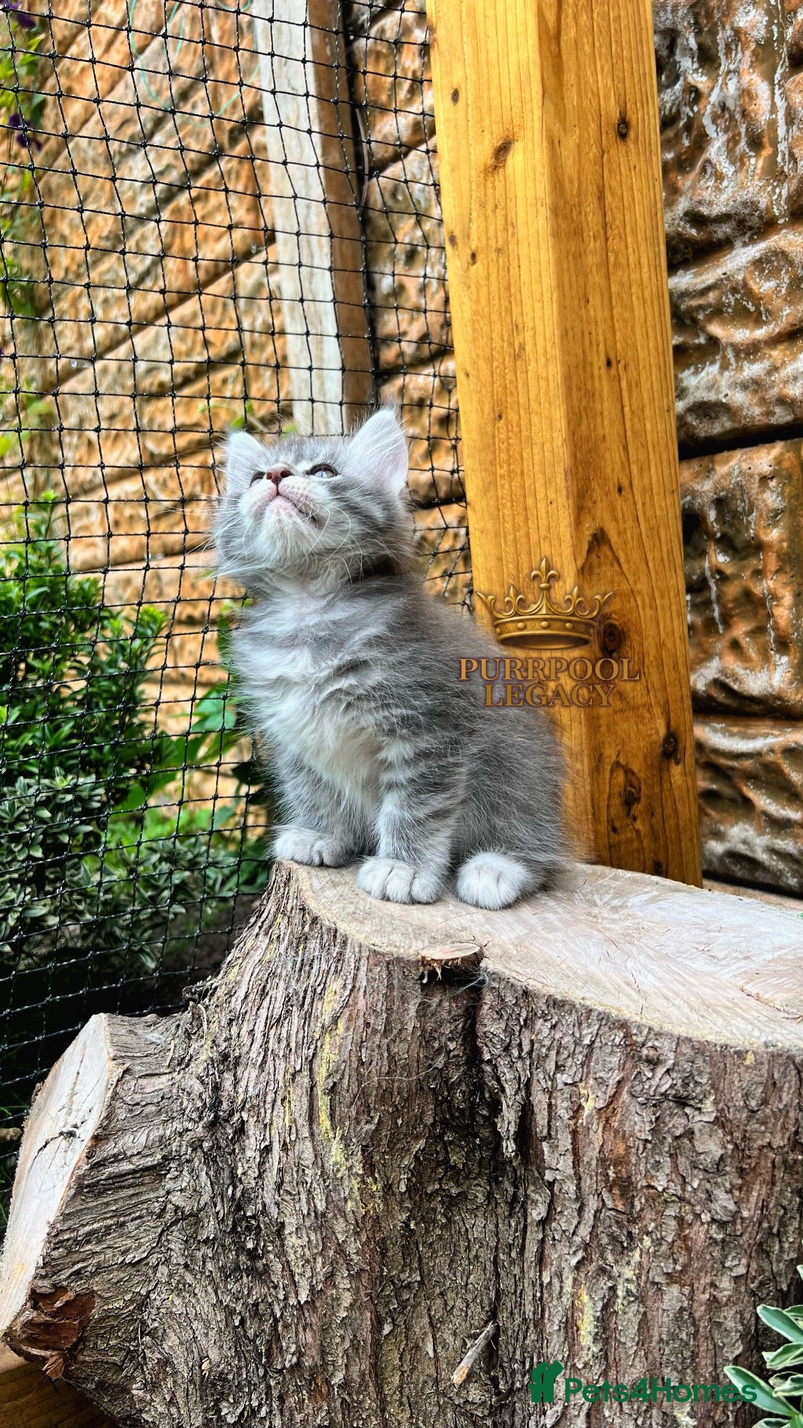 Maine Coon cats TICA registred Maine coon kittens. Rare colours  - Advert 2