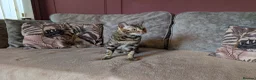 Bengal cats for sale: 🖤🤎 Beautiful Bengal 🤎🖤 - Advert 9