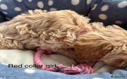 Cavachon dogs for sale: Super friendly, Litter trained Cavapoochon’s - Image 21