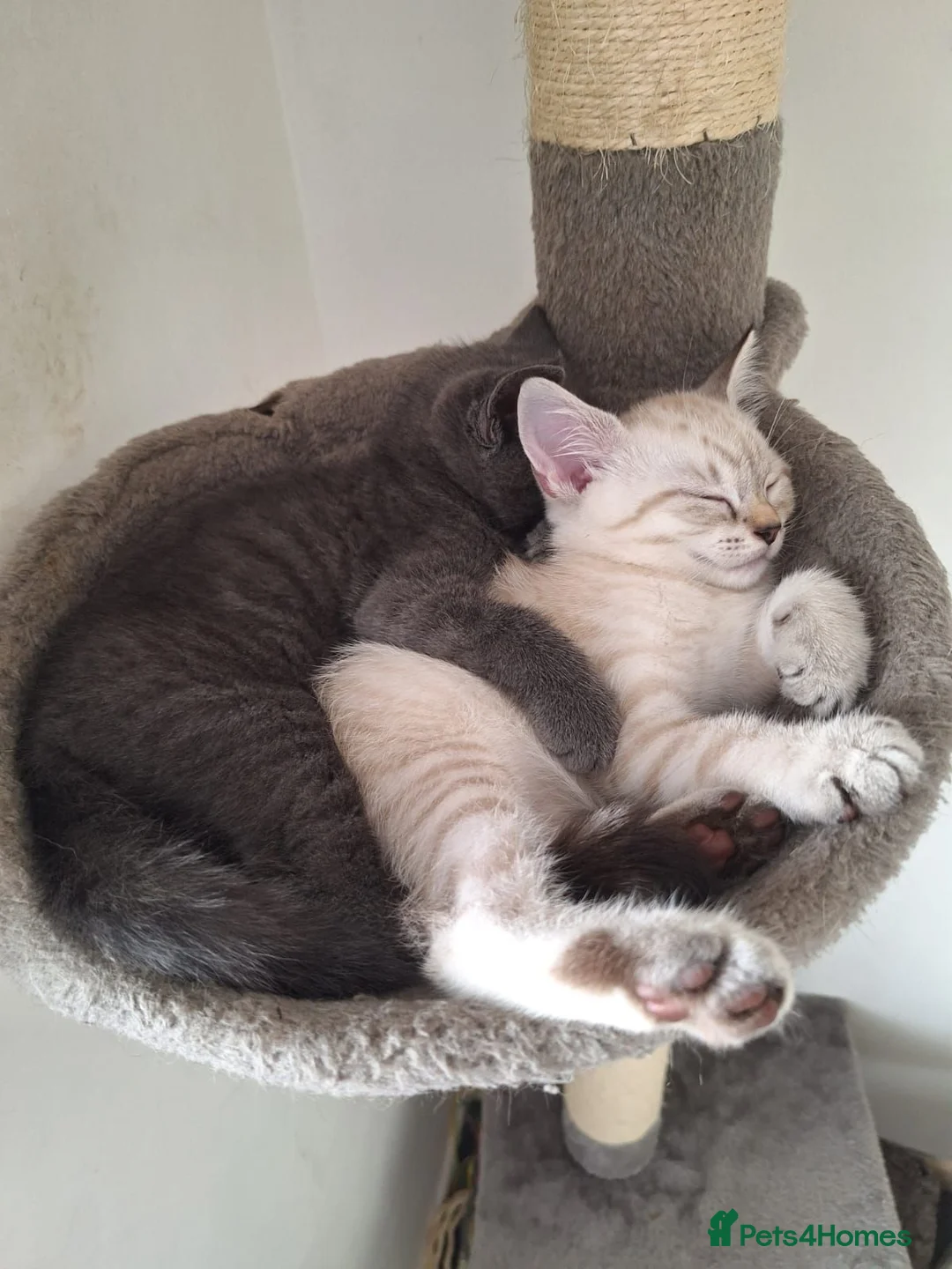 Russian Blue cats for sale: 3 Beautiful kittens ready to go in Lowestoft - Advert 11