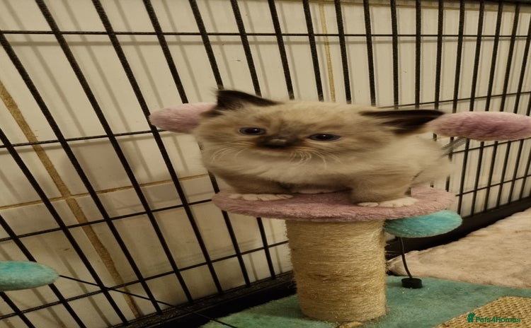 Ragdoll cats - Advert 5