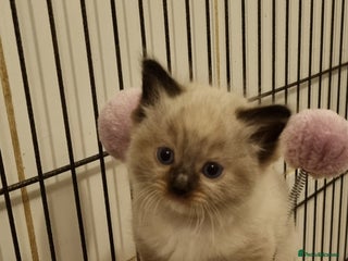 Ragdoll cats Stunning Ragdoll kittens - Advert 2