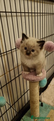 Ragdoll cats - Advert 12