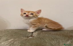 Mixed Breed cats for sale: kittens ready now  - Image 8