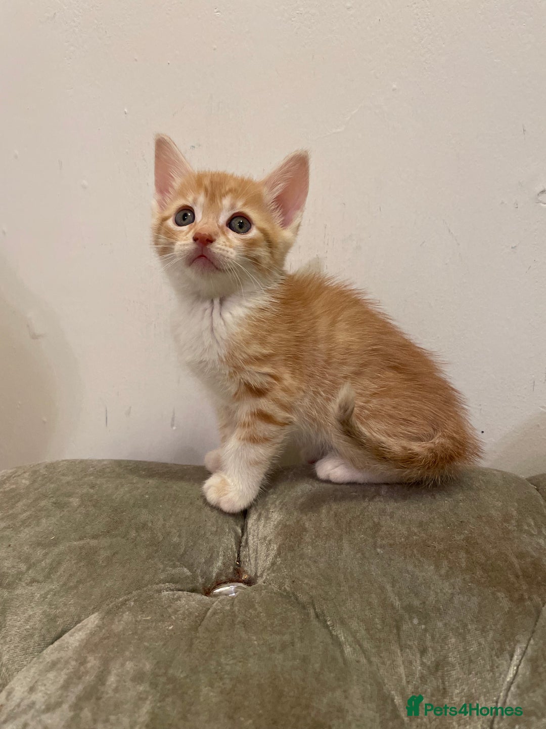 Mixed Breed cats for sale: kittens ready now  - Image 8