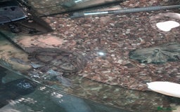 Turtle reptiles for sale: Free mississippi turtle  - Image 6