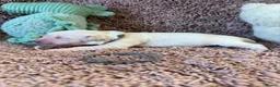 Golden Retriever dogs for sale: Golden Retriever Pups - Gorgeous  - Advert 16
