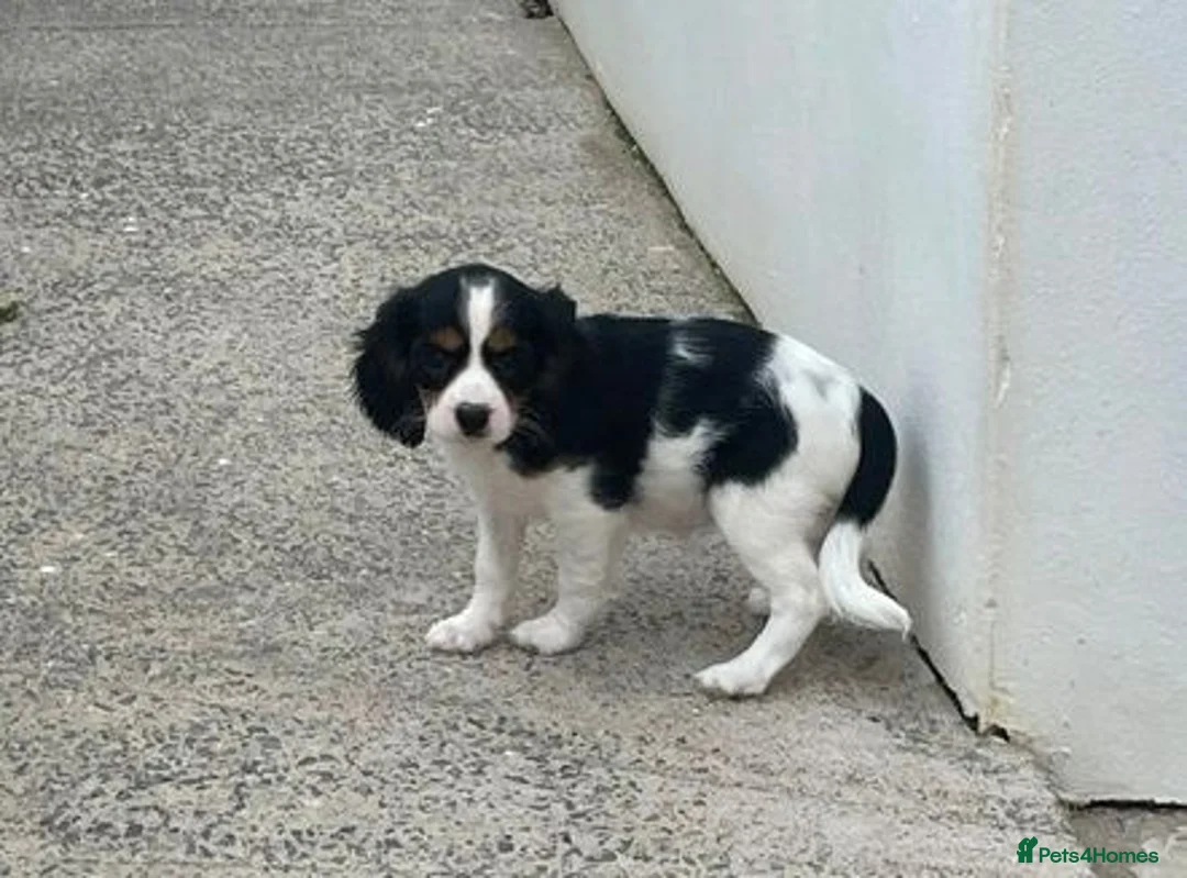 Cavapoo dogs for sale: COCKERLIERPOO puppies for sale - Advert 2