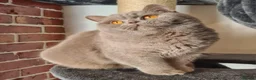 British Shorthair cats for sale: Tica Reg British Shorthair Cinamon  / White boy in Wigan - Advert 20