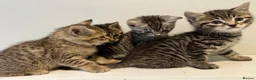 Bengal cats for sale: 4 bengal mix kittens  in London - Advert 7