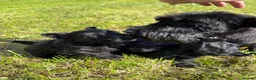 Scottish Terrier dogs for sale: Scottish terrier pups KC registered  - Advert 18