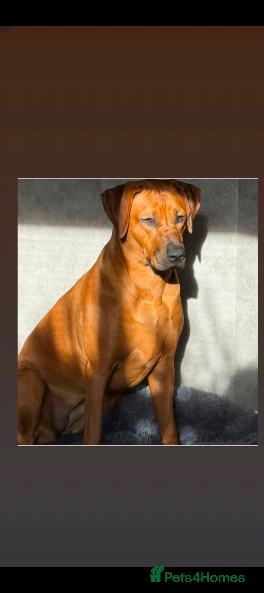 Rhodesian Ridgeback dogs 👑 Impressive Example of the Breed 👑 - Advert 6