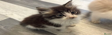 Maine Coon Kitten 2