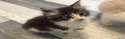 Maine Coon cats for sale: Maine Coon X Kittens - Advert 13