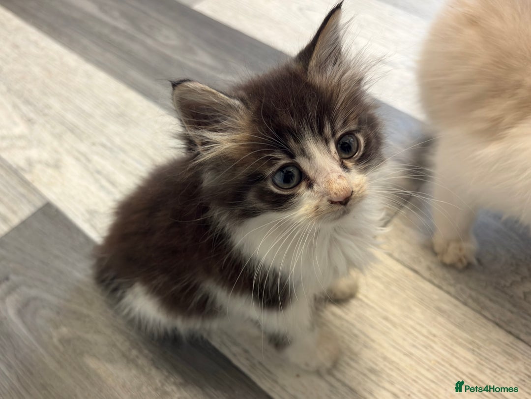 Maine Coon cats for sale: Maine Coon X Kittens - Advert 13