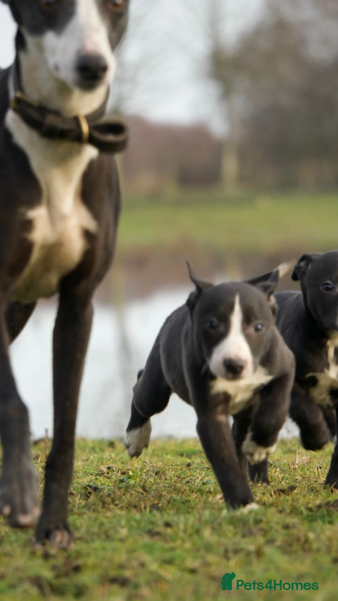 Mixed Breed dogs for sale: 🔥 Whippet Bull Wheaten Greyhound Puppies 🔥 - Advert 8