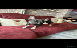 French Bulldog dogs for sale: LaCie  - Image 3