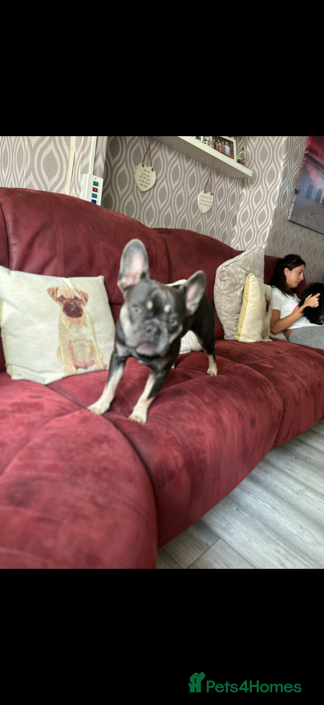 French Bulldog dogs for sale: LaCie  - Image 3