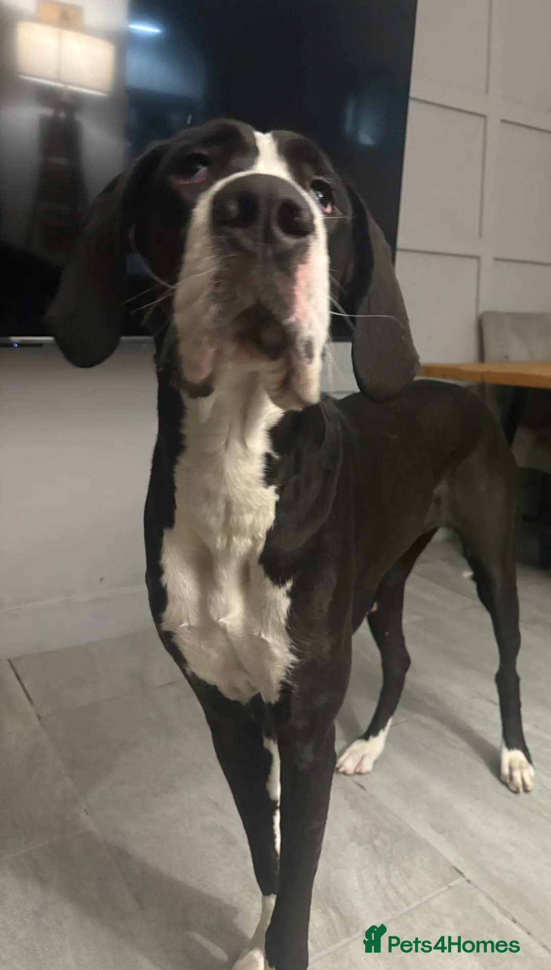 Great Dane dogs for sale: 🏡 Beautiful 13-Month-Old Mantle Great Dane 🤍🖤 - Advert 5