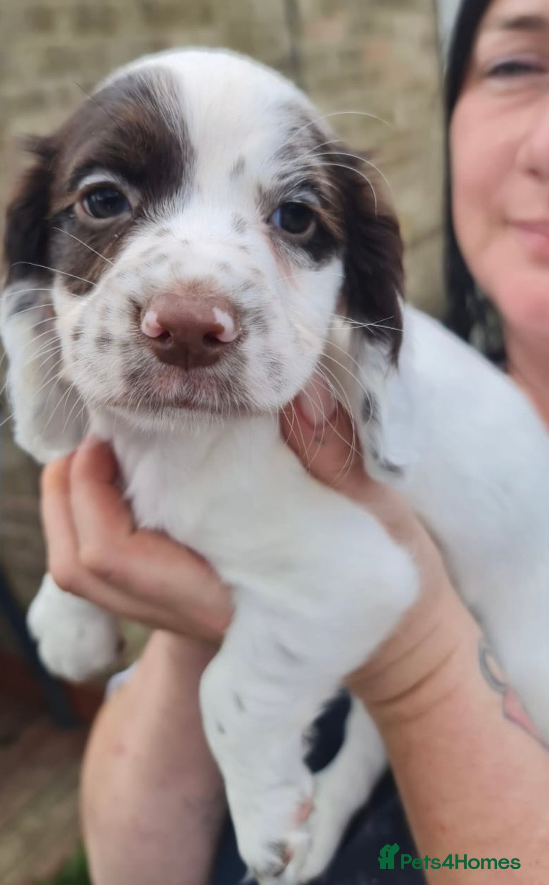 Cocker Spaniel dogs for sale: Gorgeous Cocker Pups - Image 15