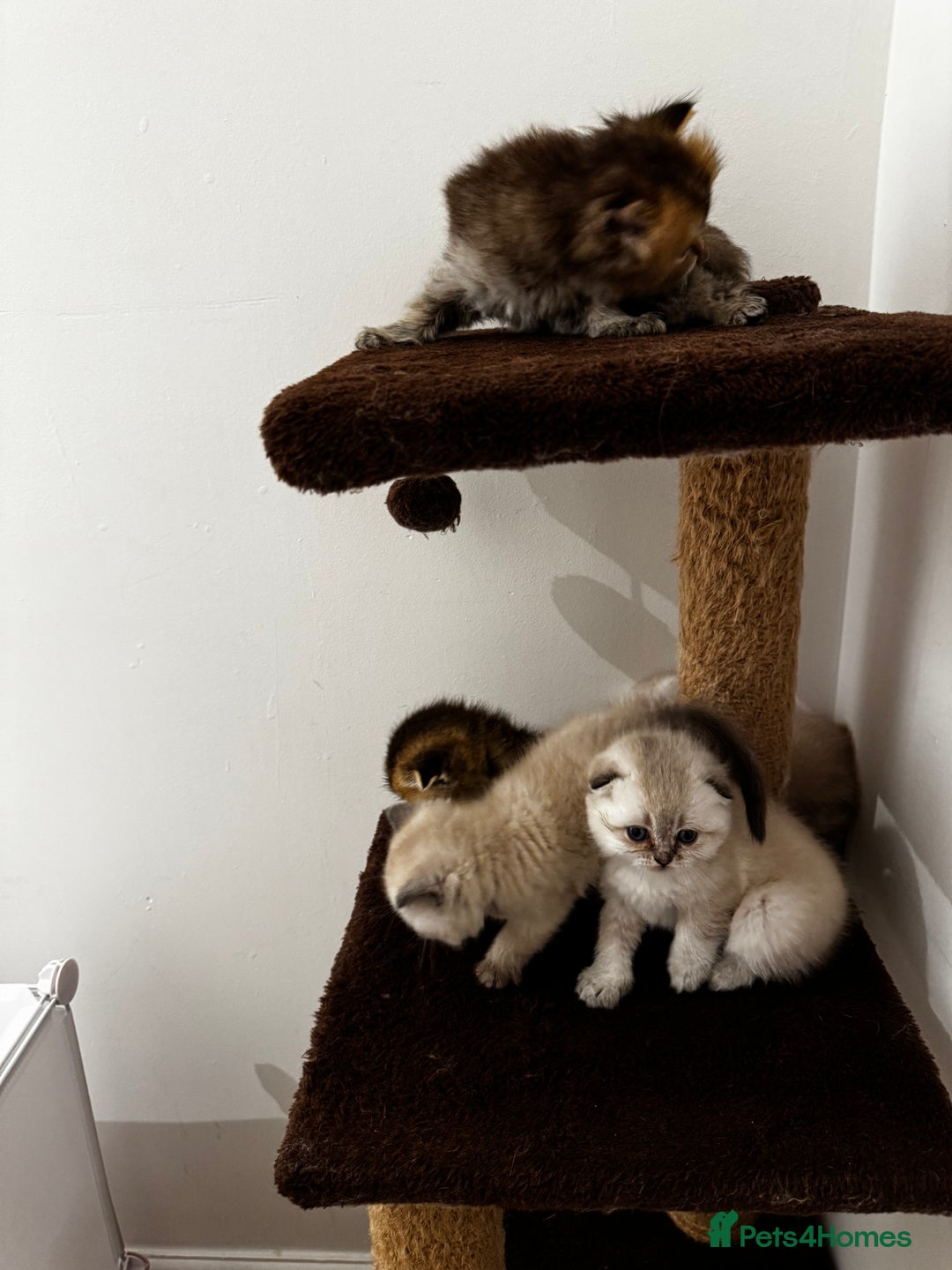 Scottish Fold cats for sale: Purebred Chinchilla Scottish Fold Kittens  🐾 - Advert 31