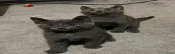 Russian Blue cats for sale: Russian blue kittens  - Advert 12