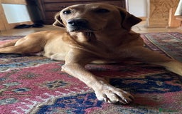 Labrador Retriever dogs for sale: Female fox Red Labrador  puppy  - Image 4