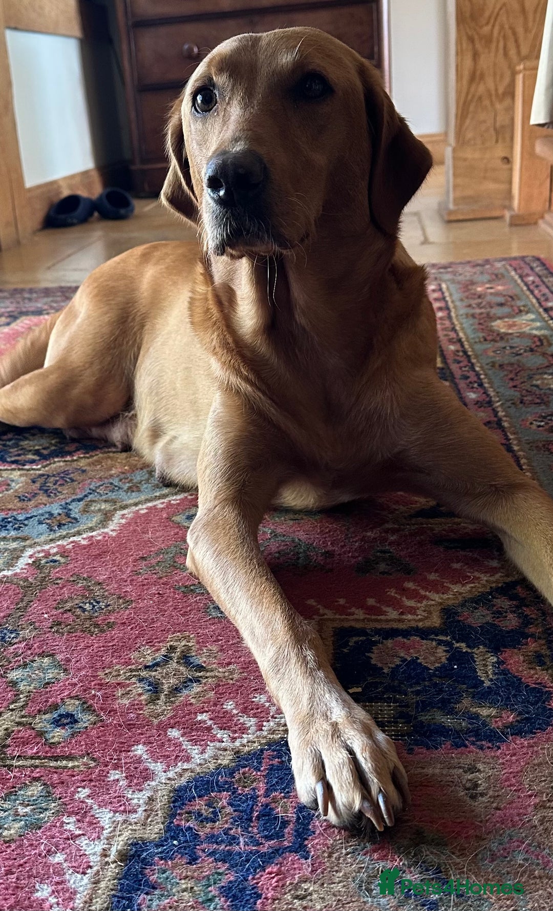 Labrador Retriever dogs for sale: Female fox Red Labrador  puppy  - Image 4