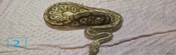 Python Snake reptiles for sale: rehoming/ breeding snakes - Advert 18