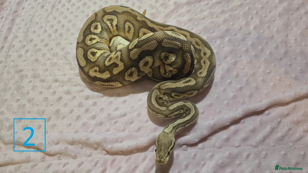 Python Snake reptiles for sale: rehoming/ breeding snakes - Advert 18